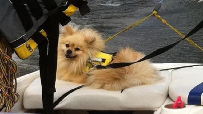Tank tethered on his owner's boat ©  SW